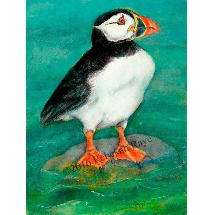 Puffin